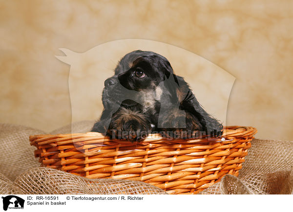 Spaniel in basket / RR-16591