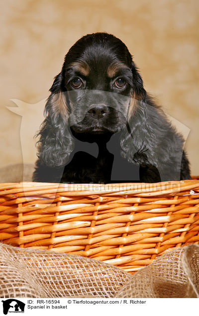 Spaniel in basket / RR-16594