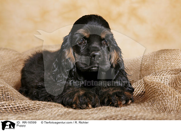 Puppy / RR-16599