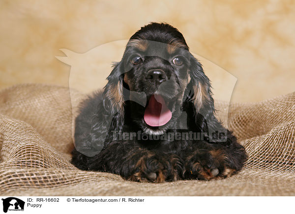 Puppy / RR-16602