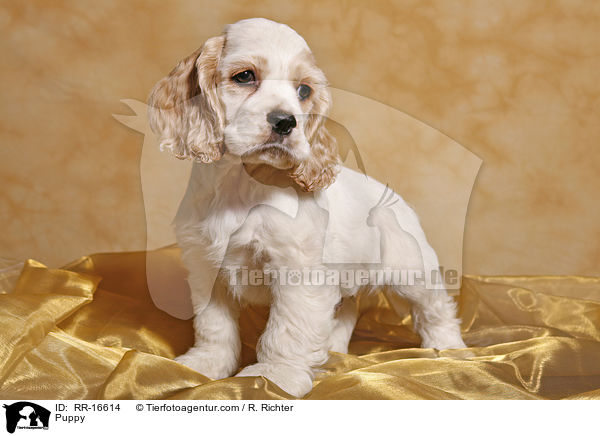 Puppy / RR-16614