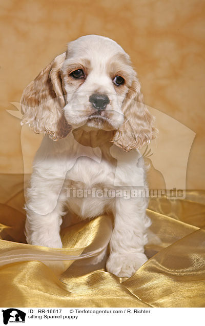 sitzender American Cocker Spaniel Welpe / sitting Spaniel puppy / RR-16617