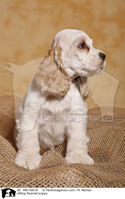 sitzender American Cocker Spaniel Welpe / sitting Spaniel puppy / RR-16618