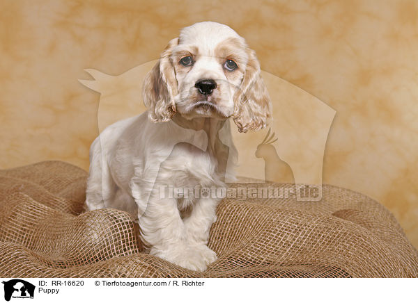 American Cocker Spaniel Welpe / Puppy / RR-16620