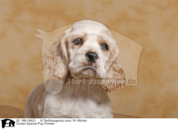 American Cocker Spaniel Welpe Portrait / Cocker Spaniel Pup Portrait / RR-16621