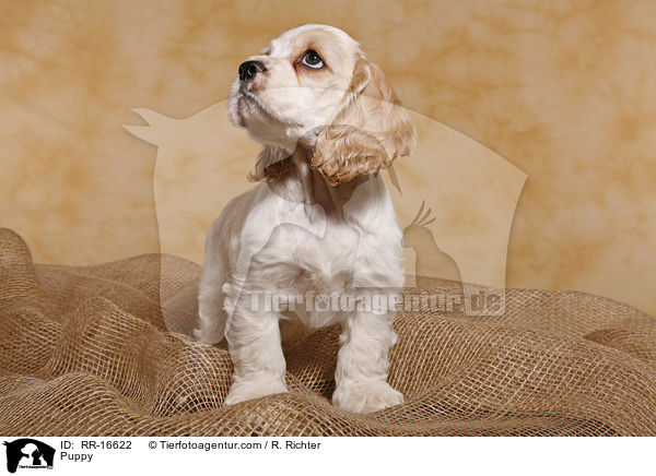 Puppy / RR-16622