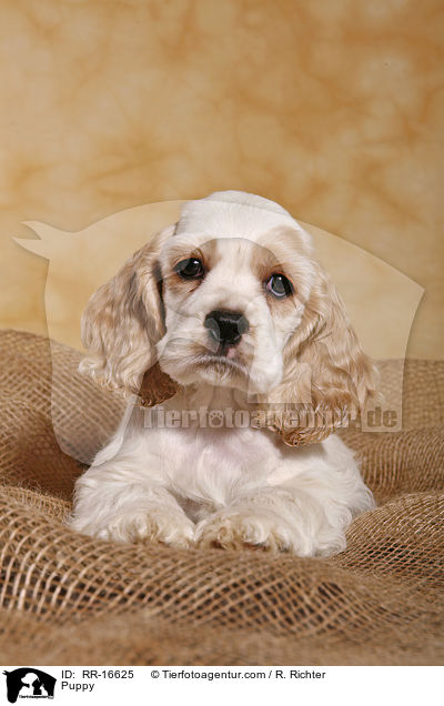 American Cocker Spaniel Welpe / Puppy / RR-16625