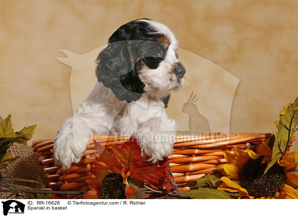American Cocker Spaniel im Krbchen / Spaniel in basket / RR-16626