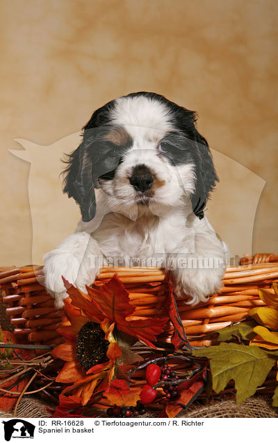 American Cocker Spaniel im Krbchen / Spaniel in basket / RR-16628