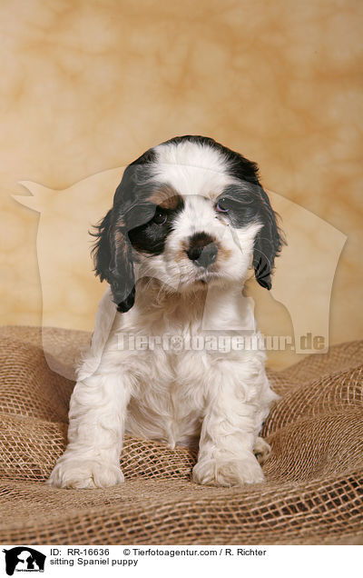 sitting Spaniel puppy / RR-16636