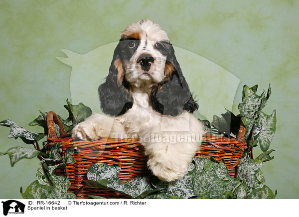 Spaniel in basket / RR-16642