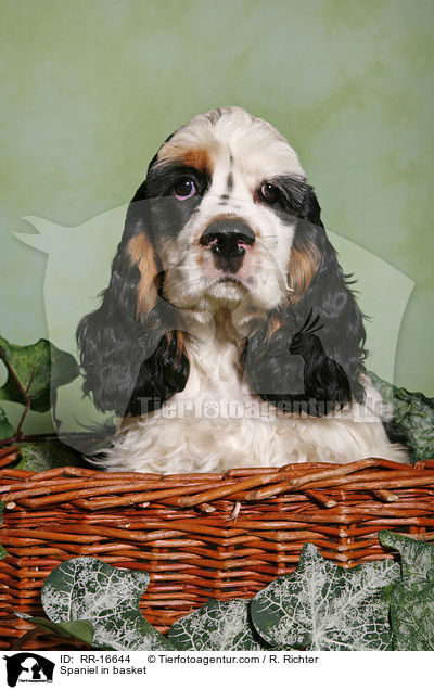 Spaniel in basket / RR-16644