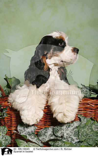 American Cocker Spaniel im Krbchen / Spaniel in basket / RR-16645