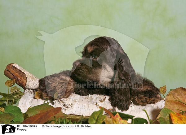 Puppy / RR-16647