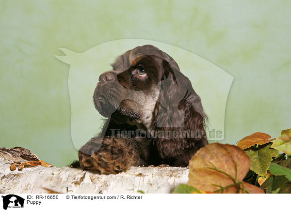 Puppy / RR-16650