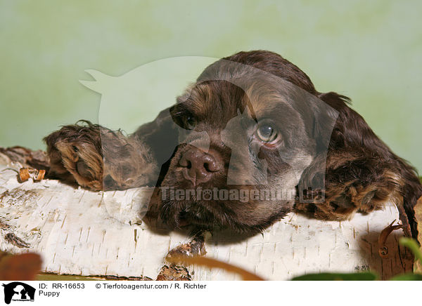 Puppy / RR-16653