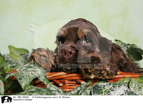 Spaniel in basket / RR-16656