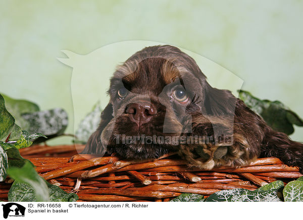 Spaniel in basket / RR-16658