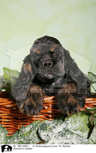 Spaniel in basket / RR-16661