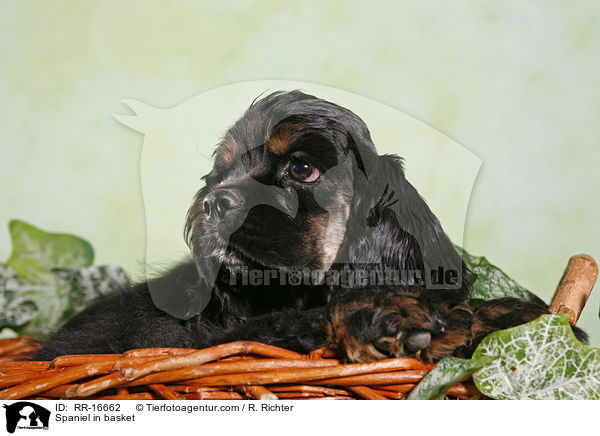 Spaniel in basket / RR-16662
