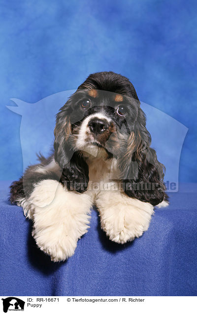 Puppy / RR-16671