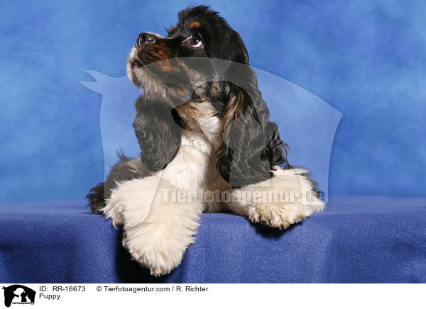 Puppy / RR-16673
