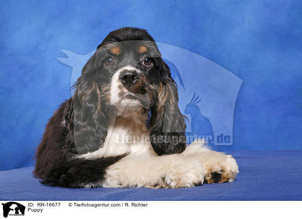 Puppy / RR-16677