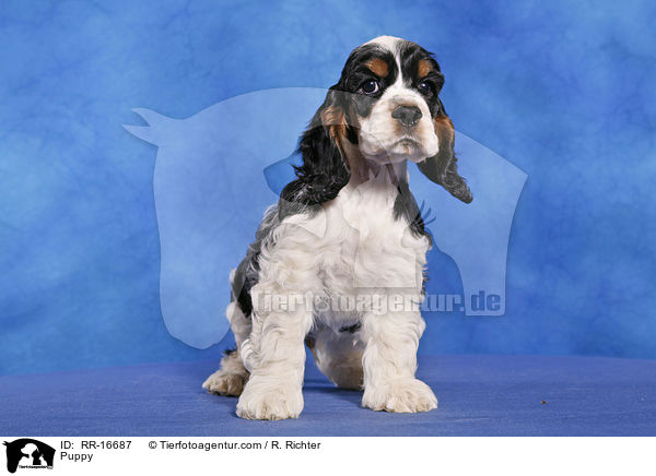 Puppy / RR-16687