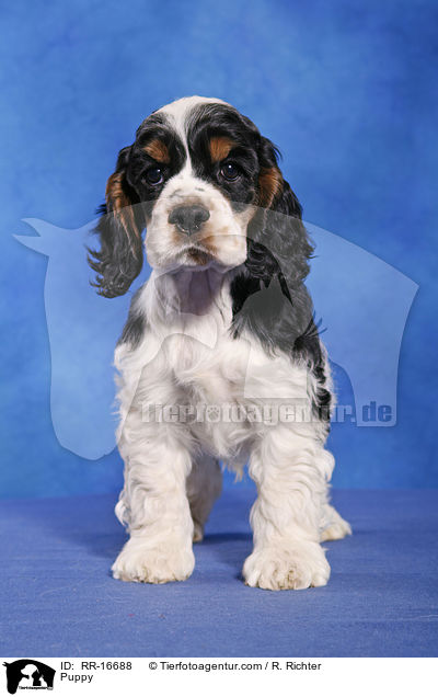 Puppy / RR-16688