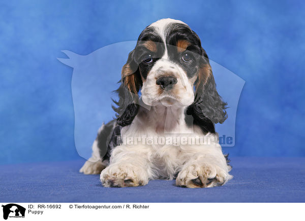 American Cocker Spaniel Welpe / Puppy / RR-16692