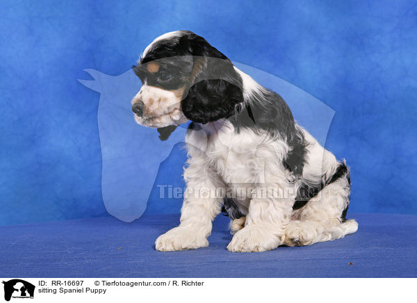 sitting Spaniel Puppy / RR-16697