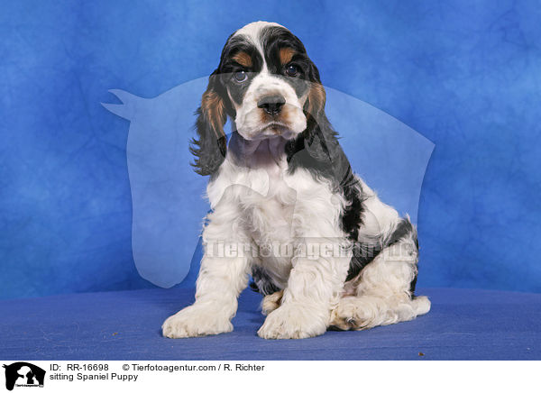 sitting Spaniel Puppy / RR-16698