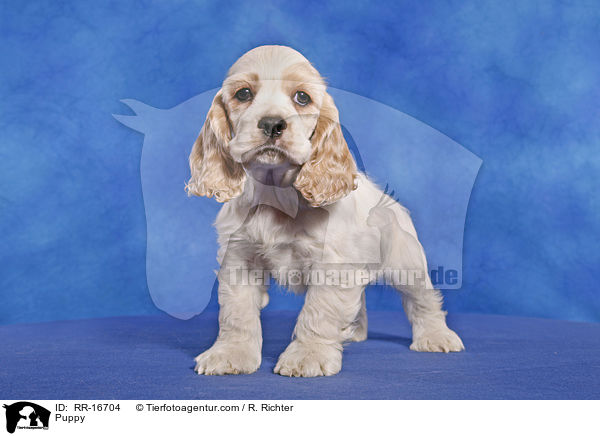 American Cocker Spaniel Welpe / Puppy / RR-16704