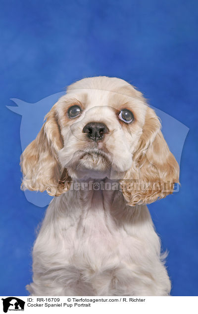 American Cocker Spaniel Welpe Portrait / Cocker Spaniel Pup Portrait / RR-16709