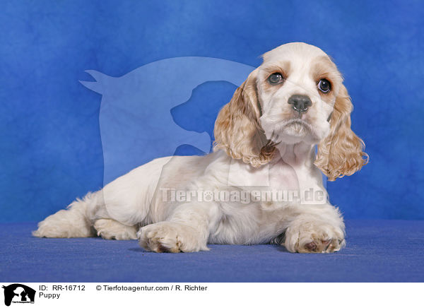 Puppy / RR-16712