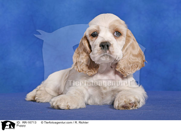 Puppy / RR-16713