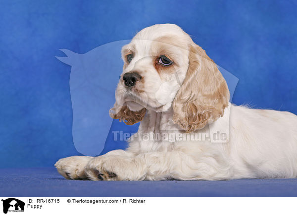 Puppy / RR-16715