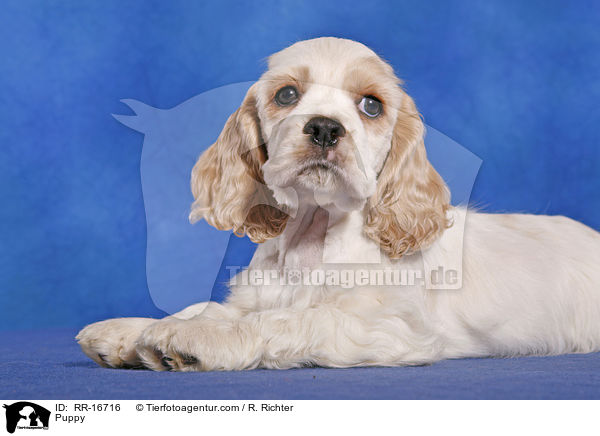 Puppy / RR-16716