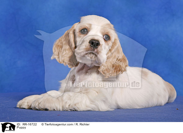 Puppy / RR-16722