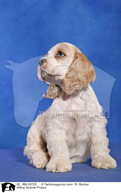 sitting Spaniel Puppy / RR-16725