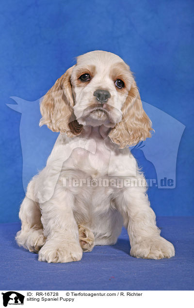 sitting Spaniel Puppy / RR-16728