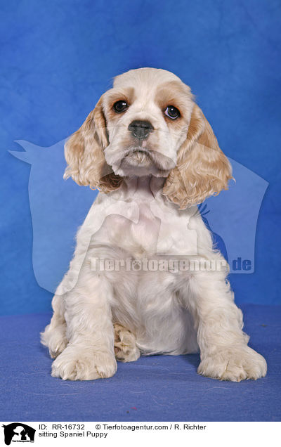 sitting Spaniel Puppy / RR-16732