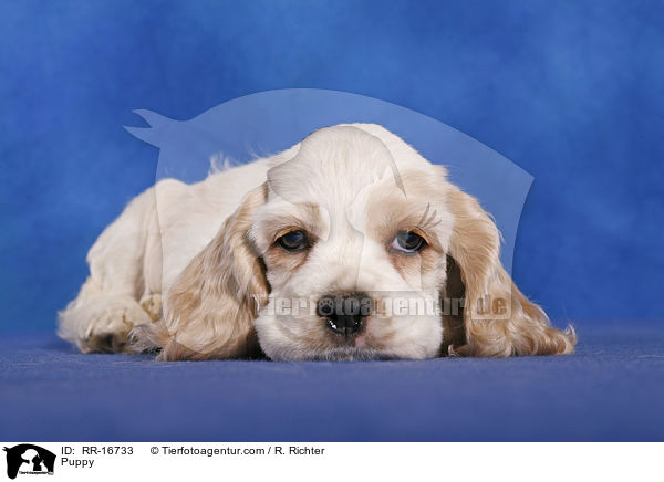 Puppy / RR-16733