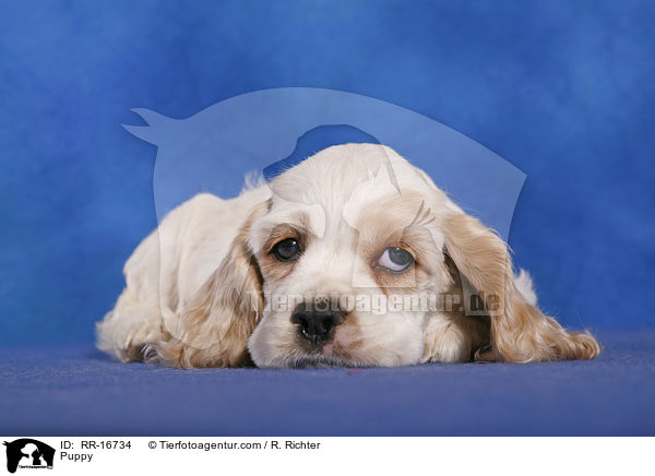 Puppy / RR-16734
