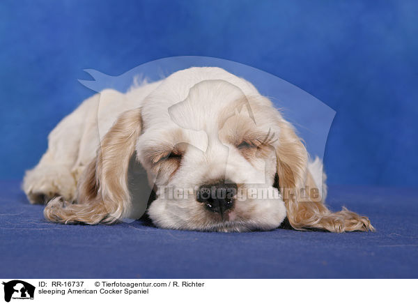 schlafender American Cocker Spaniel / sleeping American Cocker Spaniel / RR-16737