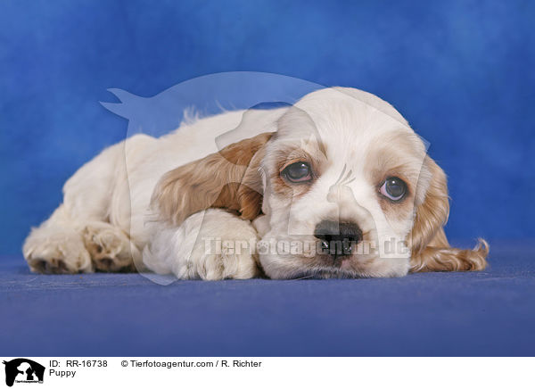 Puppy / RR-16738
