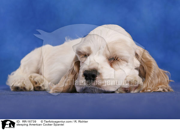 schlafender American Cocker Spaniel / sleeping American Cocker Spaniel / RR-16739