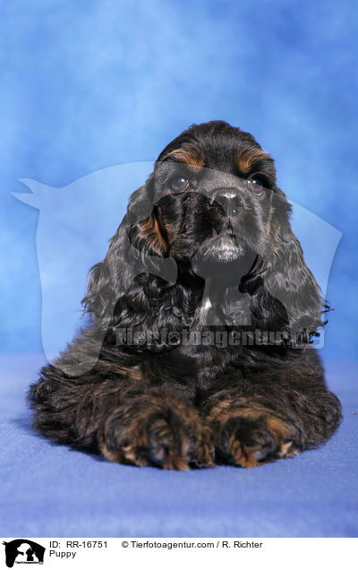 Puppy / RR-16751