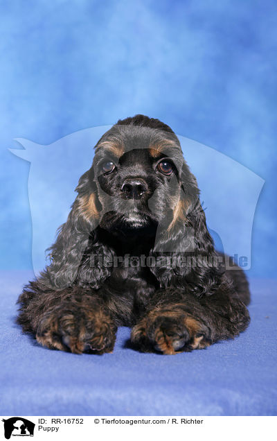 Puppy / RR-16752