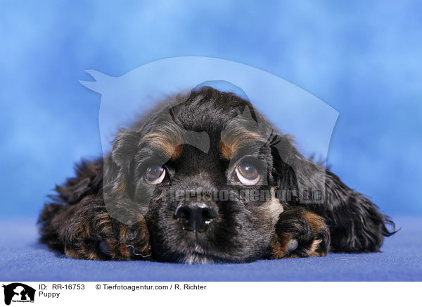 Puppy / RR-16753